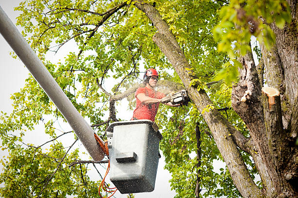 Best Tree Disease Treatment  in USA